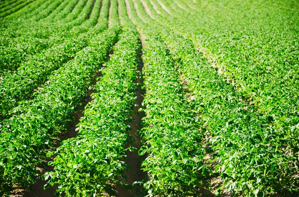 Campo agrícola verde — Foto de Stock