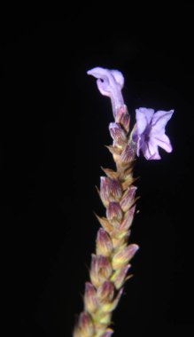 Leylak kokan çiçekler karanlıkta dikiliyor.