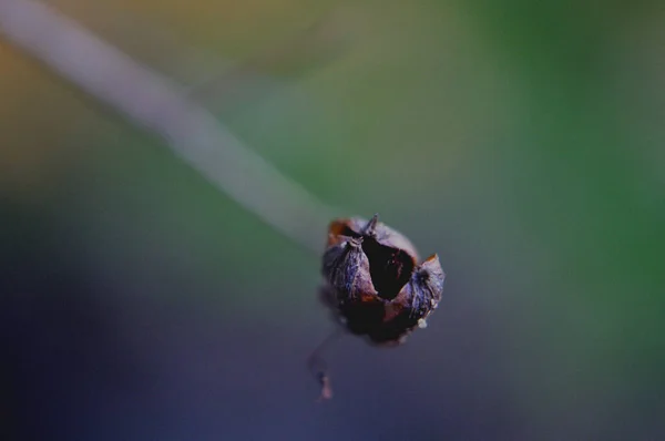 Une Gousse Sort Des Ombres Dans Lesquelles Plante Mourante Roche — Photo