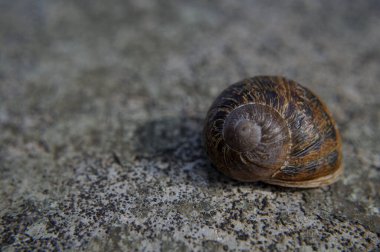 Yol uzun ama sırtındaki evle her yerde dinlenebilirsin.