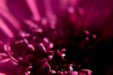 # Kar Teide 'ye ulaşır # # Bitkiler arasında beyaz bir manto ile süslenir #