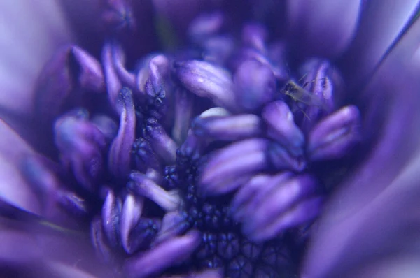 Closer Zoom You Can See Best Things Pollen Mauve Flower — Zdjęcie stockowe