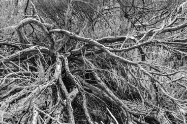 a black and white broom cage the texture of an old tree almost dead