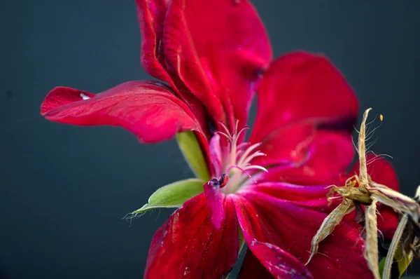 How Vivid Colors Red Petals Beautiful Geranium — ストック写真