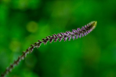 İnsanoğlu tarafından tanıtılan bir tür çayırın diğer otlarında duruyor.