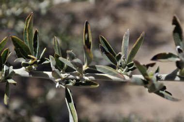 Laburnum 'un dalları güneşte ısınır ve soğuk esintiye izin verir.