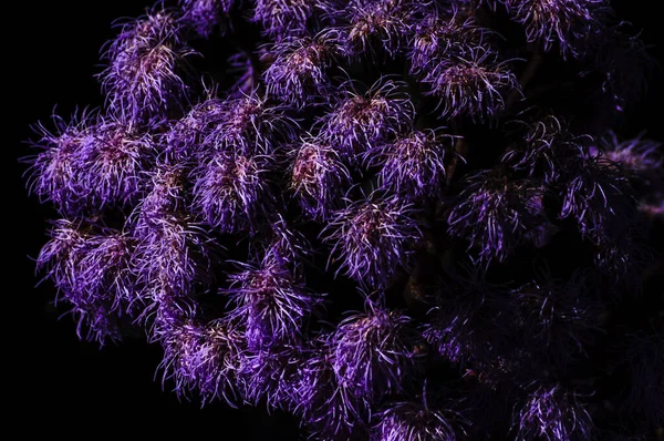 Nieuwsgierige Bloemvormen Van Deze Plant Met Tinten Van Mauve Overschaduwd — Stockfoto