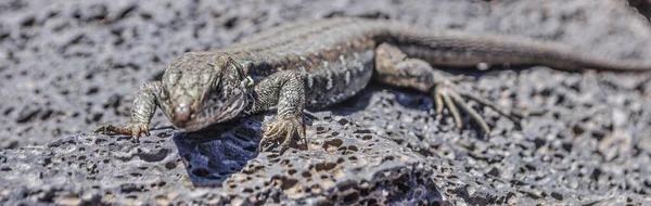 Lizard Gets Warmth Spring Sun — Stock Photo, Image