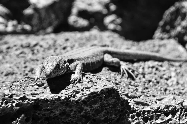 Lizard Gets Warmth Spring Sun — Stock Photo, Image