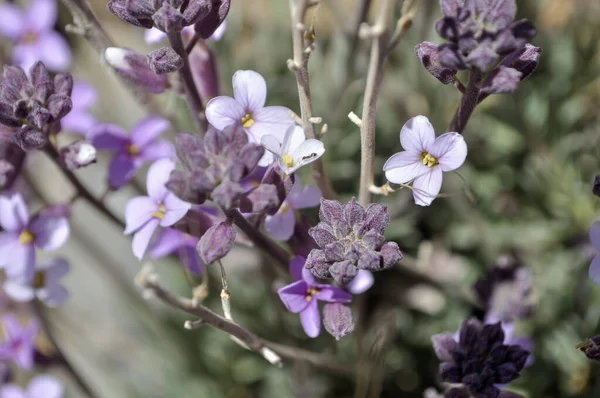 Los Pétalos Blanco Lila Mezclan Para Dar Flor Más Belleza — Foto de Stock