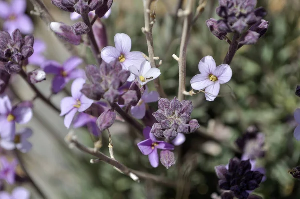 白とライラックの花びらを混ぜ合わせて花の美しさを高めています — ストック写真