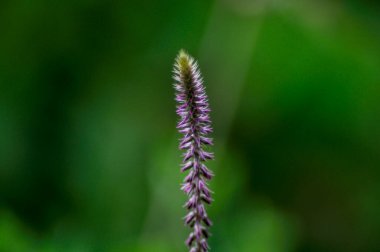 Zamanla yaygın hale gelen ve Kanarya Adaları topraklarının fiziksel ve iklimsel koşullarına uyum sağlayan bir bitki.