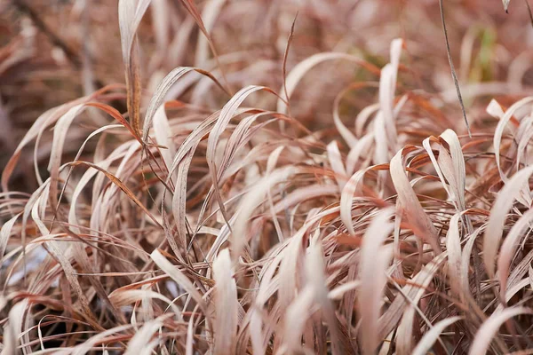 Amarelo Grama Outono Perto — Fotografia de Stock