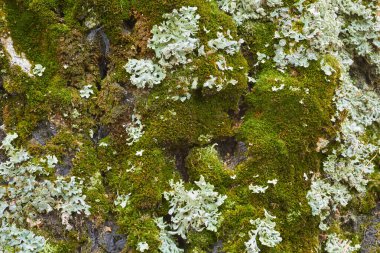 Ağaç kabuğu yeşil, sulu yosunlarla kaplı.