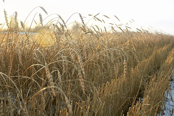 Pozdní Podzim Sklizeň Zlaté Pšenice — Stock fotografie
