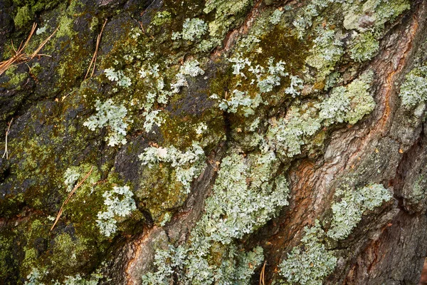 Casca Árvore Coberta Musgo Verde Suculento — Fotografia de Stock