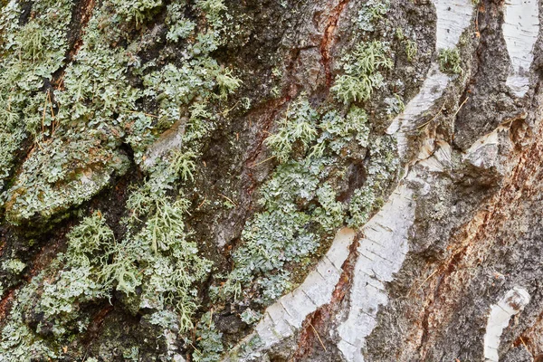 Écorce Arbre Recouverte Mousse Verte Succulente — Photo