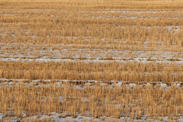 Fields Harvest Autumn — Stock Photo, Image