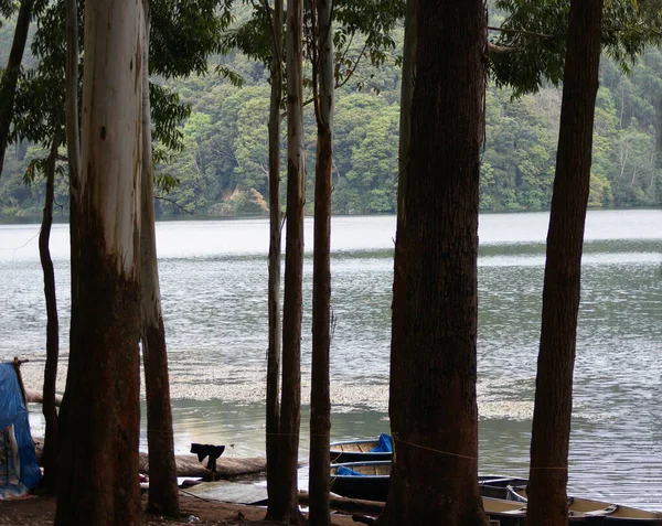 Banque Lac Kundala Avec Pins Munnar Kerala Inde — Photo