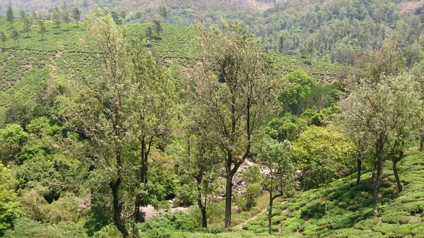 印度喀拉拉拉邦蒙纳尔茶园或花园的景致 — 图库照片