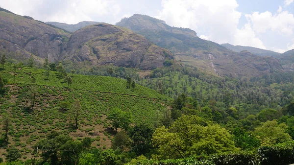 喀拉拉拉邦蒙纳尔山坡上的茶园或花园景观 — 图库照片