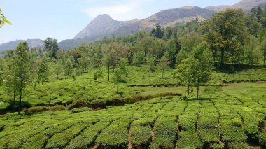 Munnar, Kerala, Hindistan 'da çay tarlası ya da çiçek ağaçlı bahçe manzarası