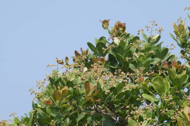Ağaçta fındık çiçeği var.