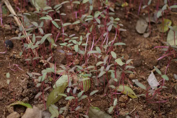 Groep Van Rode Spinazie Planten Tuin — Stockfoto