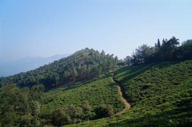 Munnar, Kerala, Hindistan 'daki yokuşun yamacındaki çay tarlası ya da bahçe manzarası