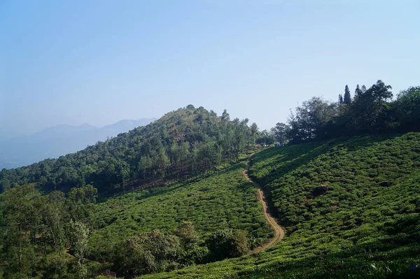 喀拉拉拉邦蒙纳尔路边斜坡上的茶园或花园景观 — 图库照片