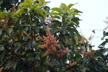 Mango ağacında çiçekler. Bir mango ağacı çiçek açtığında, meyve gelişmesi için potansiyel olduğu anlamına gelir. Kerala 'da' Vattamavu 'denilen bu çeşit mango ağacı