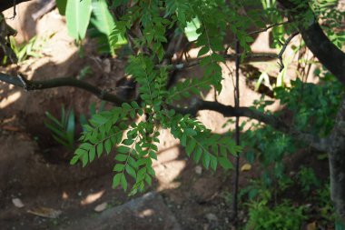 Ağaçta köri yaprağı