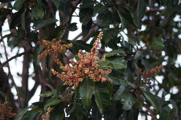 Flowers in mango tree. When a mango tree sprouts flowers, it means that there is potential for fruit to develop. This variety of mango tree called \'Vattamavu\' in kerala