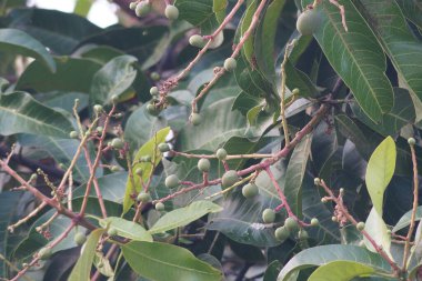 Mango ağacının çiçek açan mevsiminde küçük mangolar