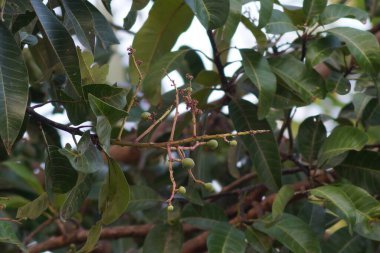 Mango ağacının çiçek açması