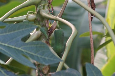 Small Papaya on the tree