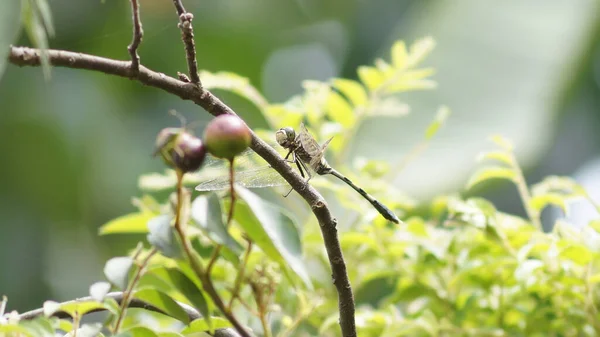 Vanlig Hök Drake Flyga Grenen Den Vanliga Höken Stor Art — Stockfoto