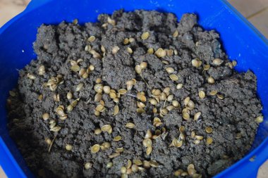 Tencereye kişniş tohumları ekiyorum.