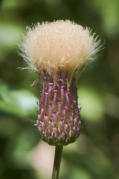 Moscow Bitsevsky Forest Milk Thistle Maryin Thistle — Stock Photo, Image