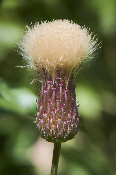 Moscú Bosque Bitsevsky Cardo Mariano Cardo Mariano — Foto de Stock