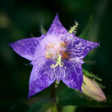 Campanula uzun ömürlü çiçek çanı dokusu