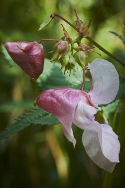 Moskova. Dokunma Bana Çiçekleri (Balsamik Aile)
