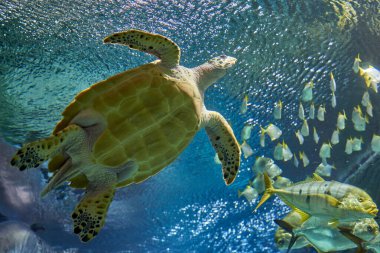 Oceanarium. Yeşil Deniz Kaplumbağası