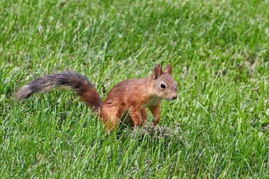 Moskova. Tsaritsyno parkı. Parktaki çimlerde sincap