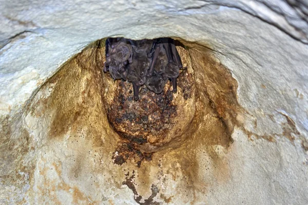 Куба Варадеро Пещера Амброзио Кучка Летучих Мышей Гнезде Потолке — стоковое фото