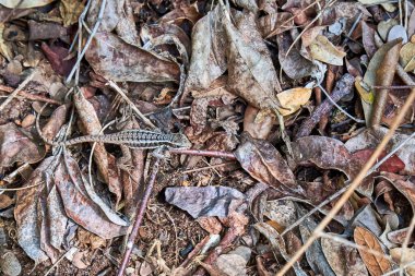 Düşen yaprakların içindeki küçük kertenkele