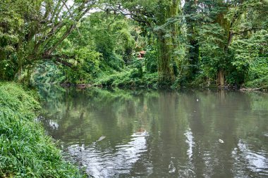 Küba. Havana. Park Almendares. Almendares Nehri