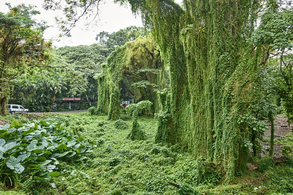 Cuba Havana Almendares Park Green Scenery Josephine Island — Stock Photo, Image