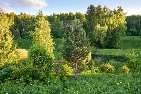 - Rusya. Moskova. Bitsevsky Ormanı 'nı geçen Konkovsky deresinin taşkın ovası