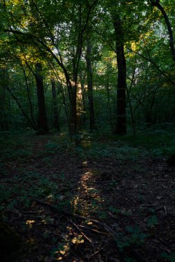 Moskova. Bitza. Akşam ormanında güneşli bir patika